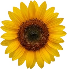 a sunflower with a white background.jpg